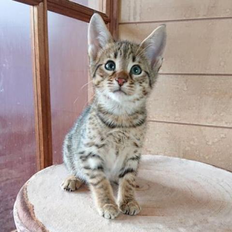 サバンナ 子犬や子猫たちのペット販売情報が満載 ペットステーション サバンナ 子犬や子猫たちのペット販売情報が満載 ペットステーション
