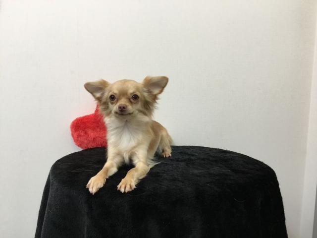 チワワ（ロングコート）