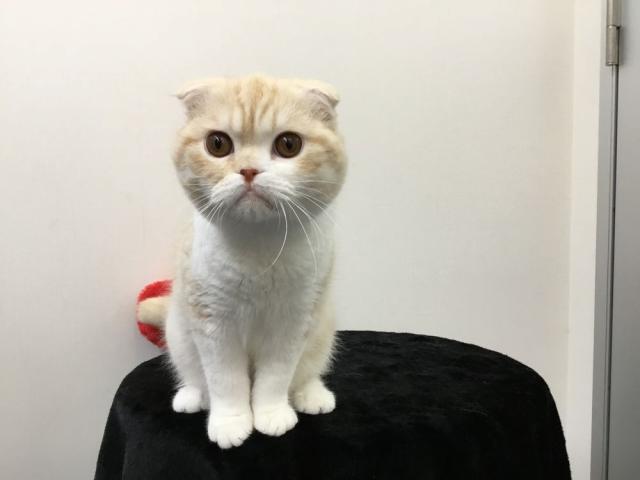 スコティッシュフォールド