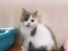 ブリティッシュショートヘア
