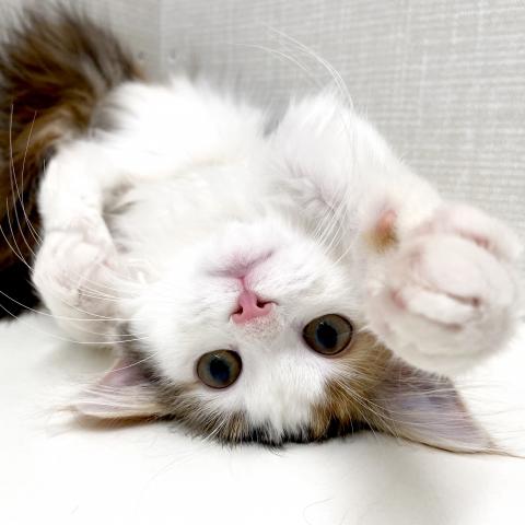 ノルウェージャンフォレストキャット
