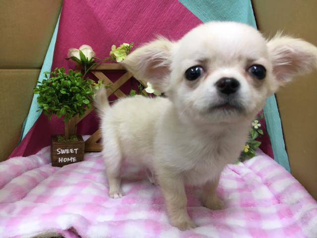 チワワ（ロングコート）