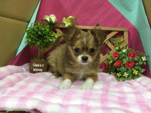 チワワ(ロングコート)