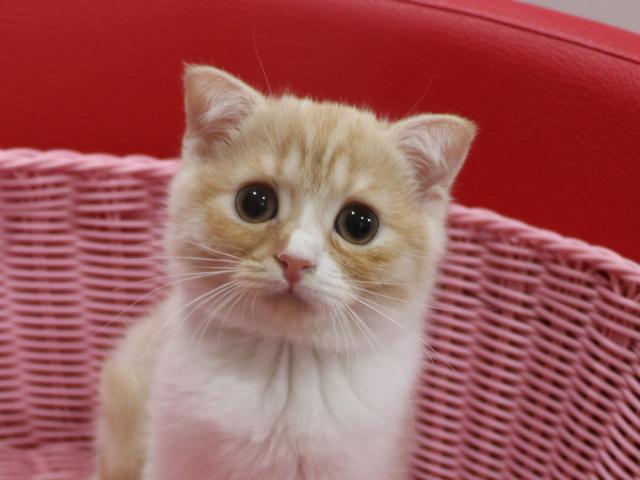 スコティッシュフォールド