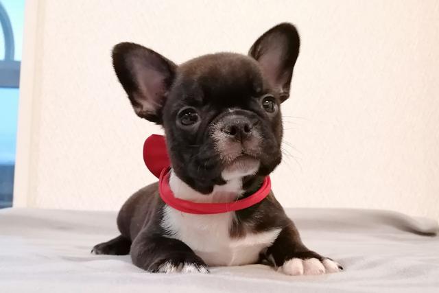 Mix 雑種 フレンチブルドッグ ボストンテリア 子犬や子猫たちのペット販売情報が満載 ペットステーション