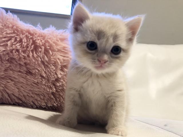 マンチカン週末セール✨ふわもこ足長ちゃん