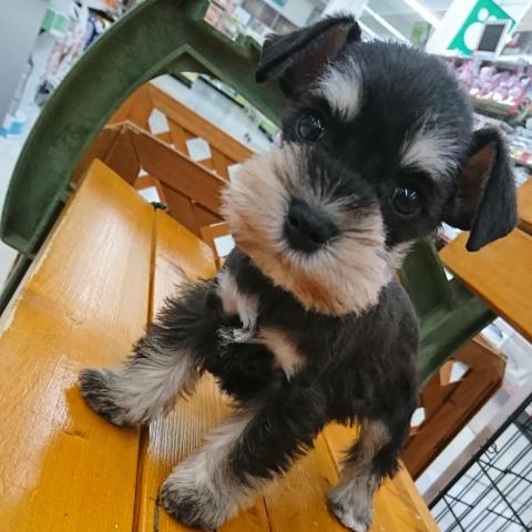 ミニチュアシュナウザー