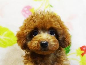 トイプードル