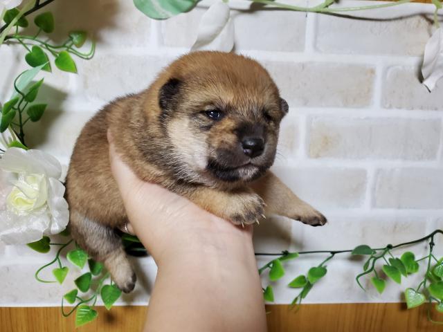 柴犬