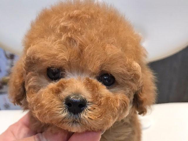 トイプードル