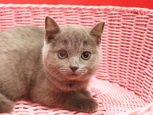 スコティッシュフォールド