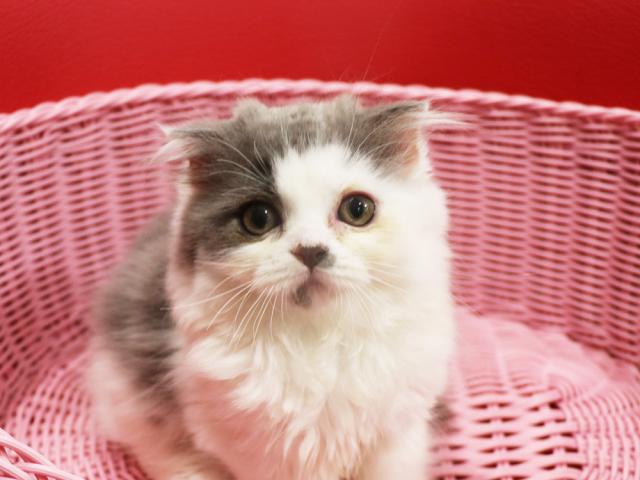 スコティッシュフォールド