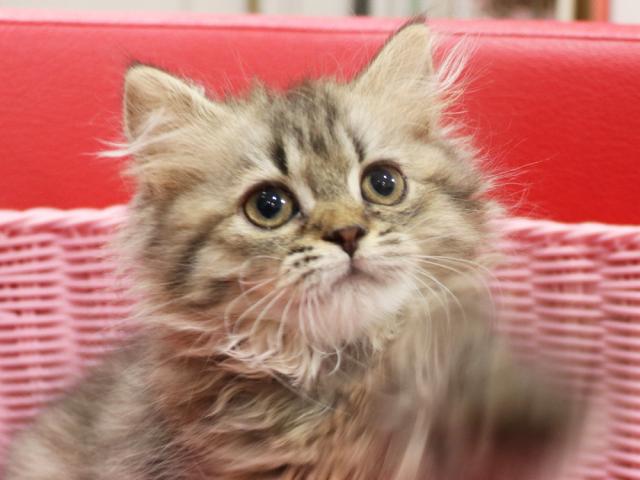 ミヌエット（旧ナポレオン）