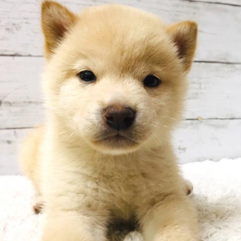 柴犬