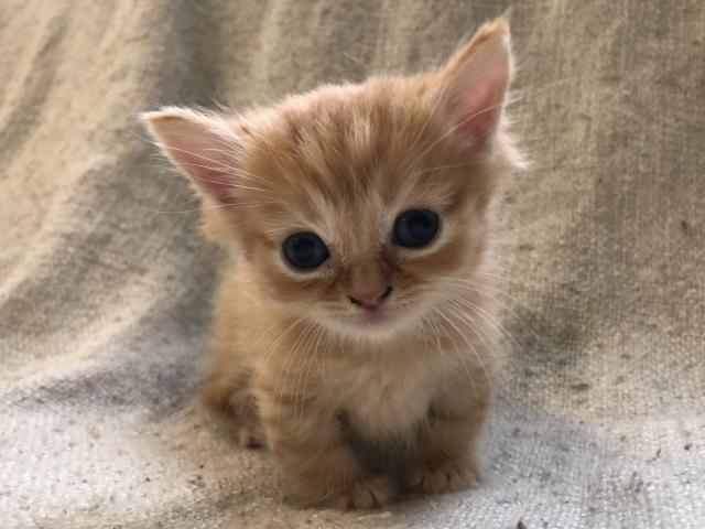 マンチカン♡超短足ちゃん