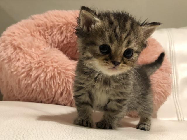 マンチカン♡中足