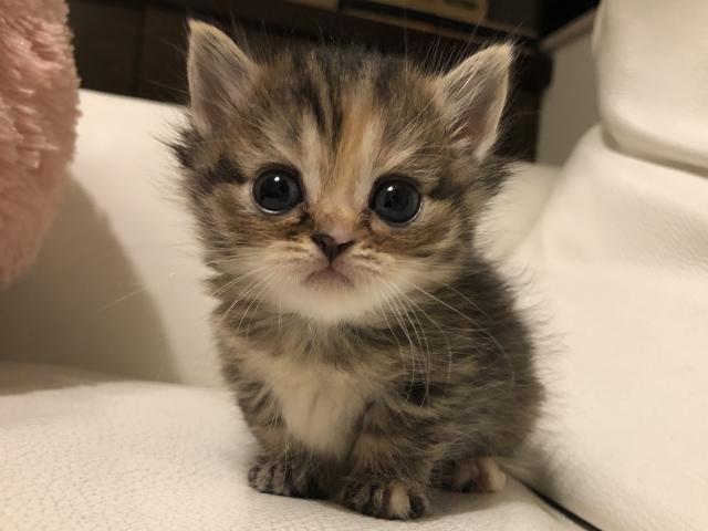 マンチカン　♡短足ちゃん