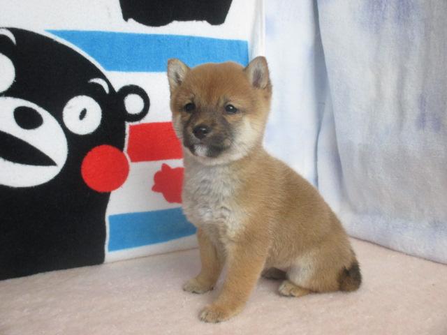 柴犬