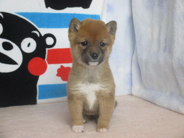 柴犬