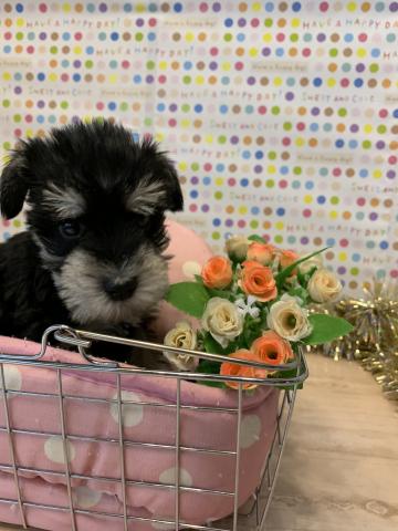 ミニチュアシュナウザー