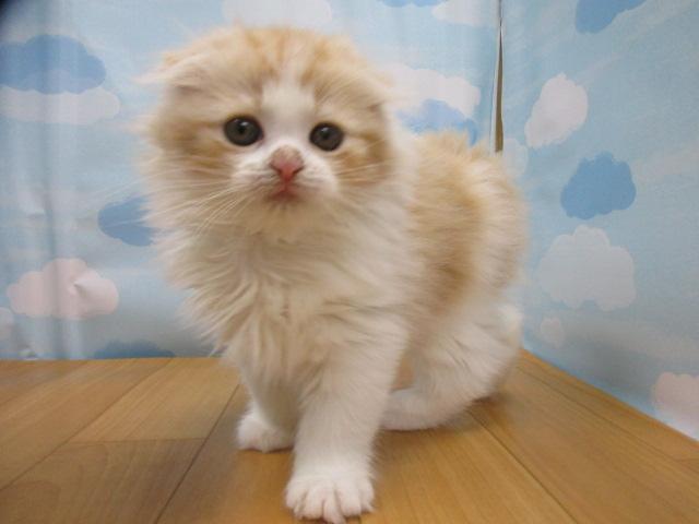 スコティッシュフォールド