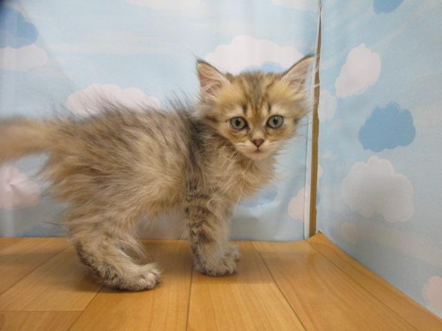 ペルシャ・ヒマラヤン