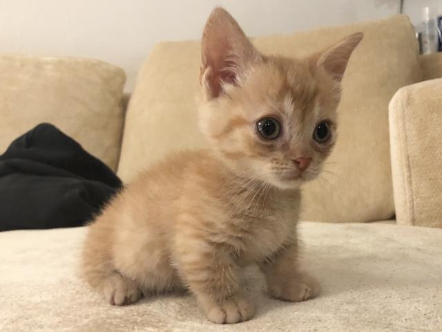マンチカン猫の日セール✨短足レッドちゃん♡