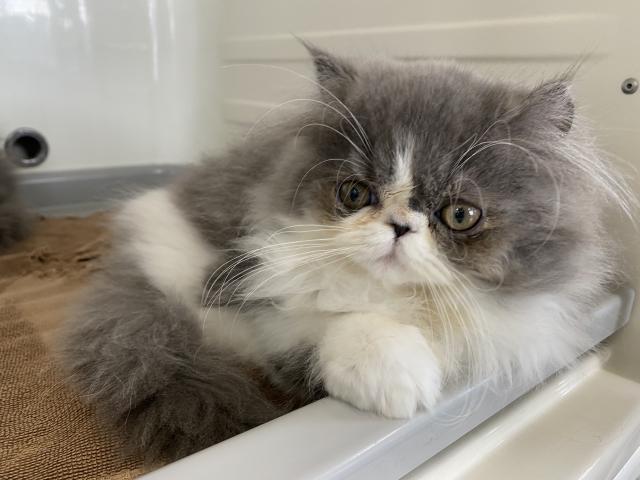 エキゾチックロングヘアー