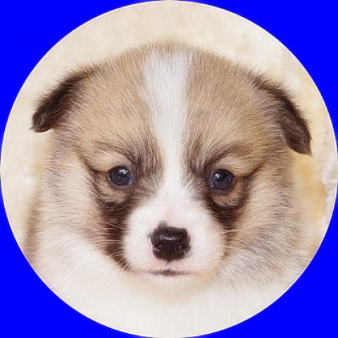 ウェルシュコーギーペンブローク