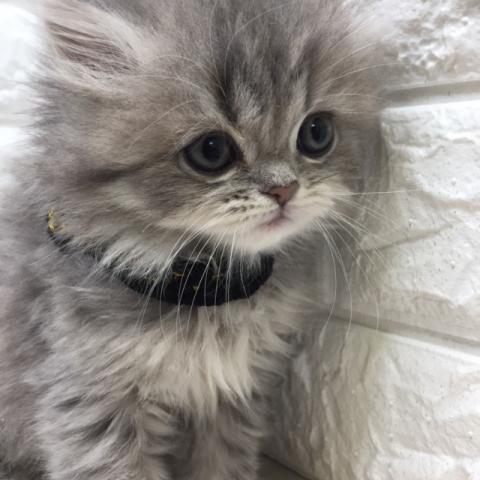 ミヌエット（旧ナポレオン）