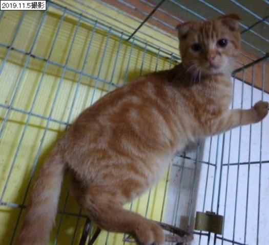 スコティッシュフォールド