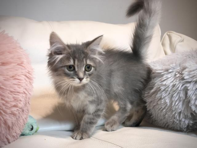 サイベリアン良血統！父猫WCFロシアチャンピオン