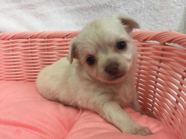 チワワ（ロングコート）