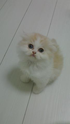 スコティッシュフォールド