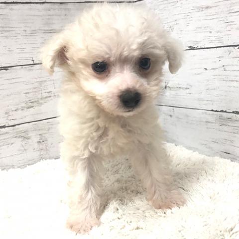 ビションフリーゼ