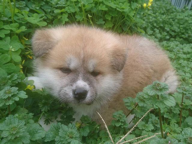 秋田犬