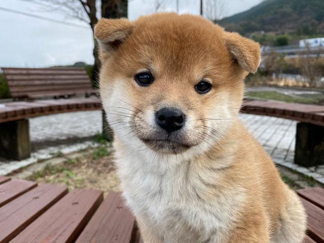 柴犬