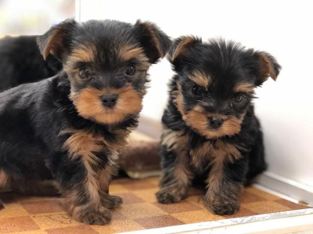 ヨークシャーテリア