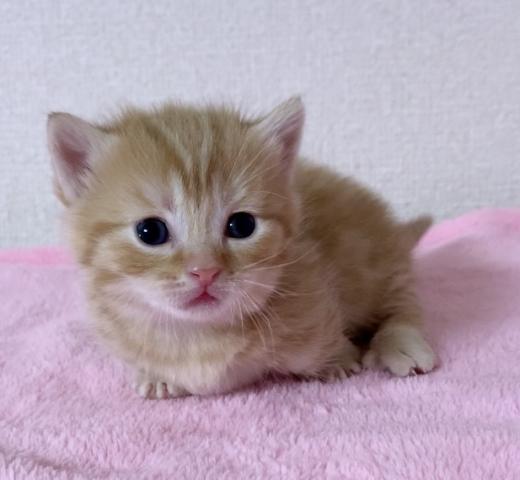 マンチカン