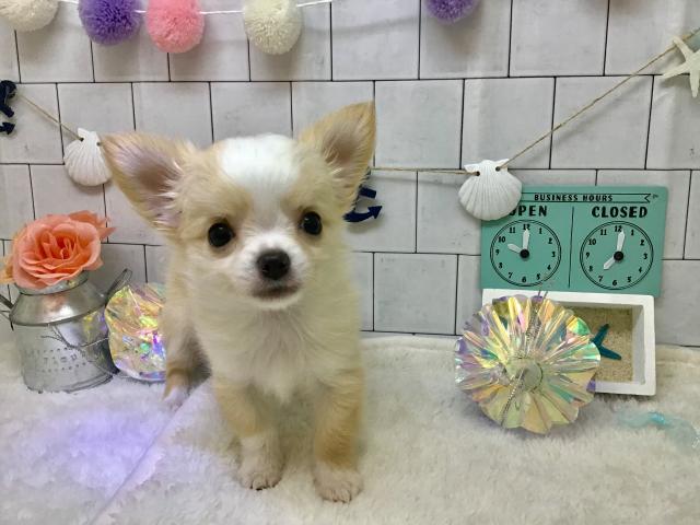 チワワ(ロングコート)