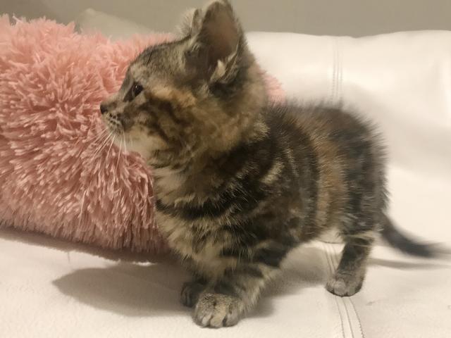 マンチカン短足ちゃん♡ セール✨