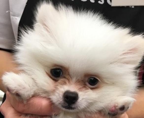 ポメラニアン