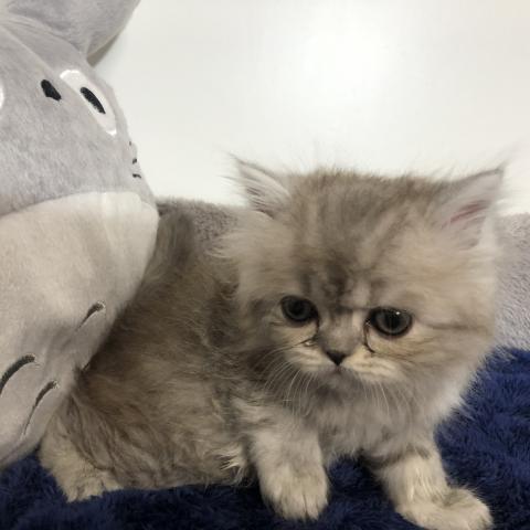 ペルシャ・ヒマラヤンチンチラシルバー