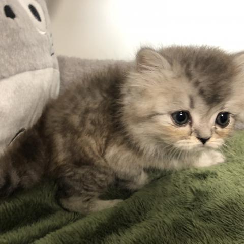 ペルシャ・ヒマラヤンチンチラシルバー