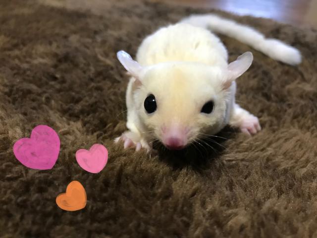 フクロモモンガ　リューシ