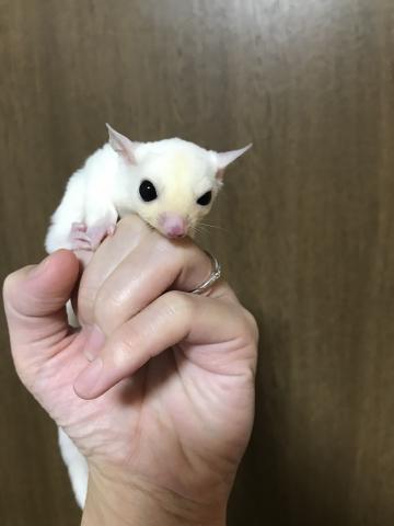 フクロモモンガ　リューシ