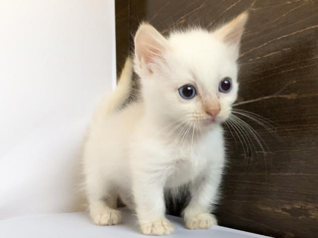 マンチカン短足ちゃん♡