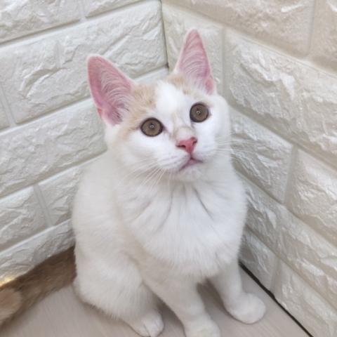 マンチカン