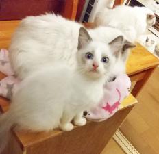 ラグドール~~お膝に抱っこが得意なのにゃ~~