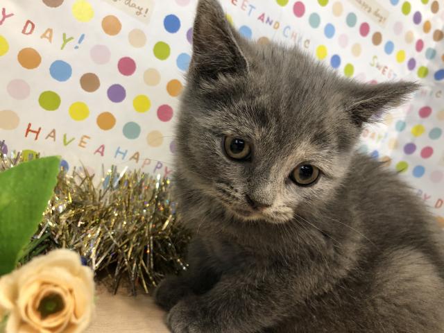 ブリティッシュショートヘア